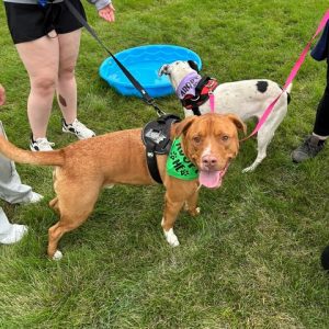 Shelter Dog at Whisker Walk